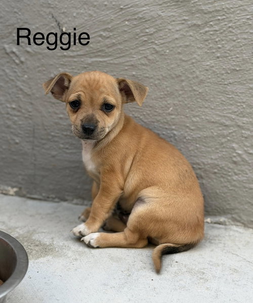 Reggie, an adoptable Cairn Terrier in Turlock, CA