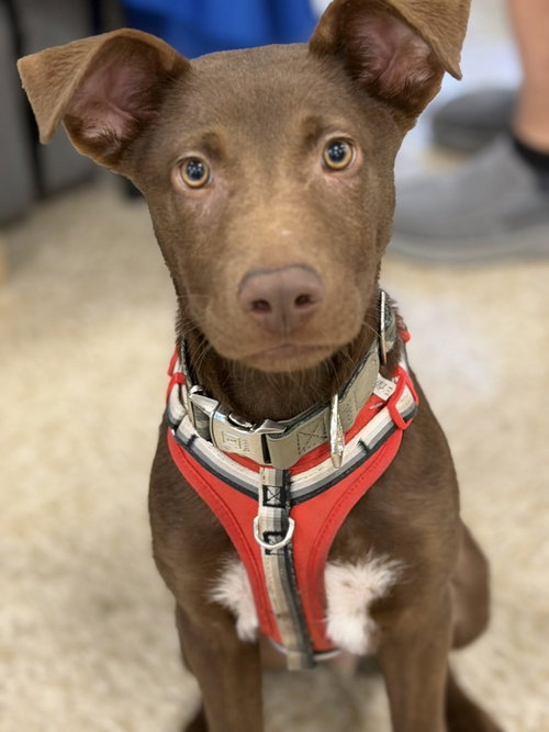 Rolo