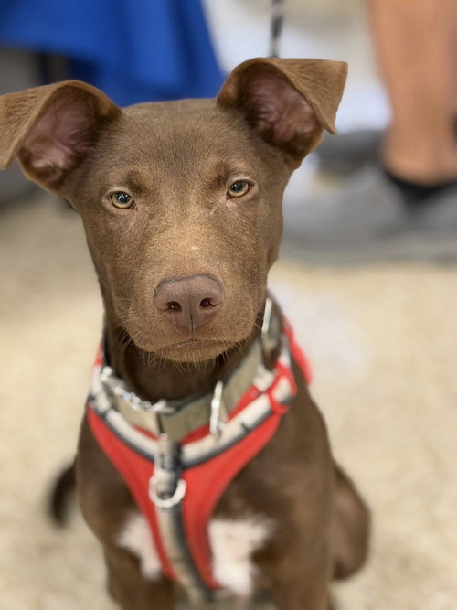 Rolo-Louie photo 2
