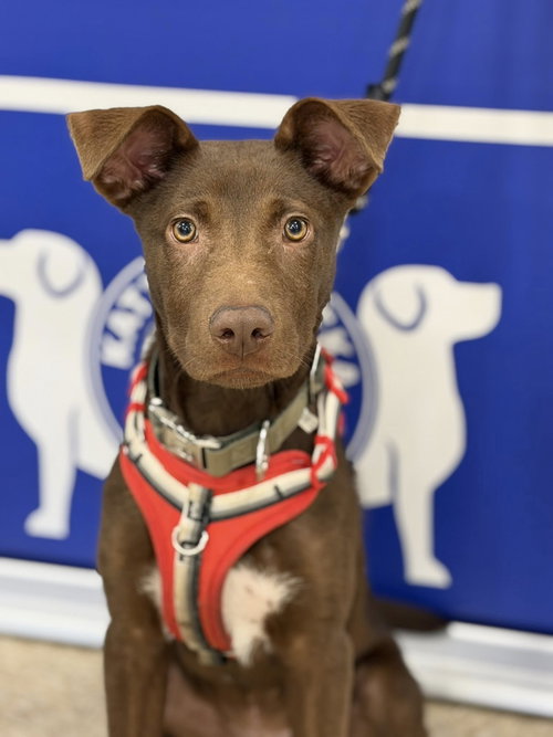 Rolo-Louie photo 5