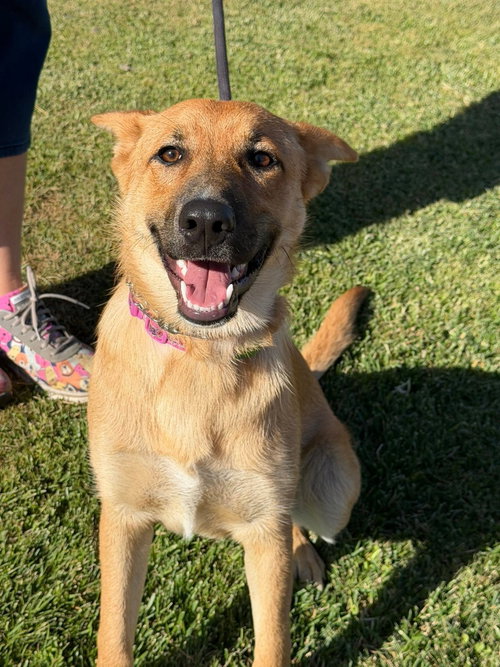 Nala