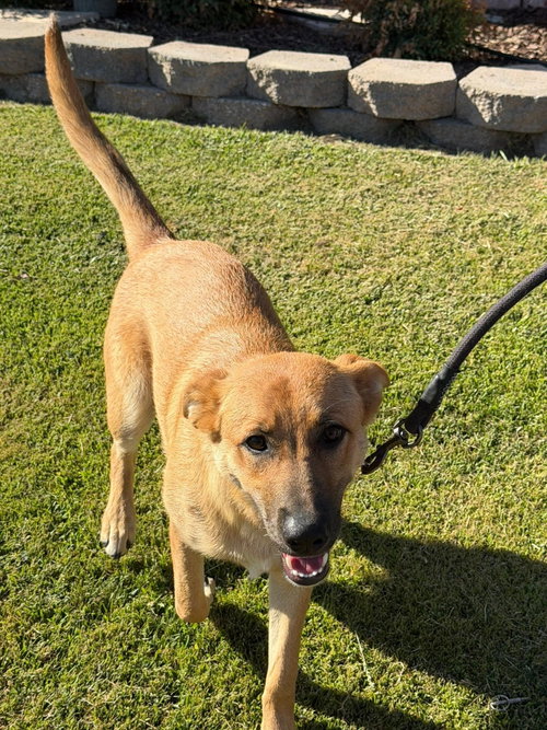 Nala photo 3