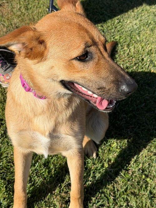 Nala photo 4