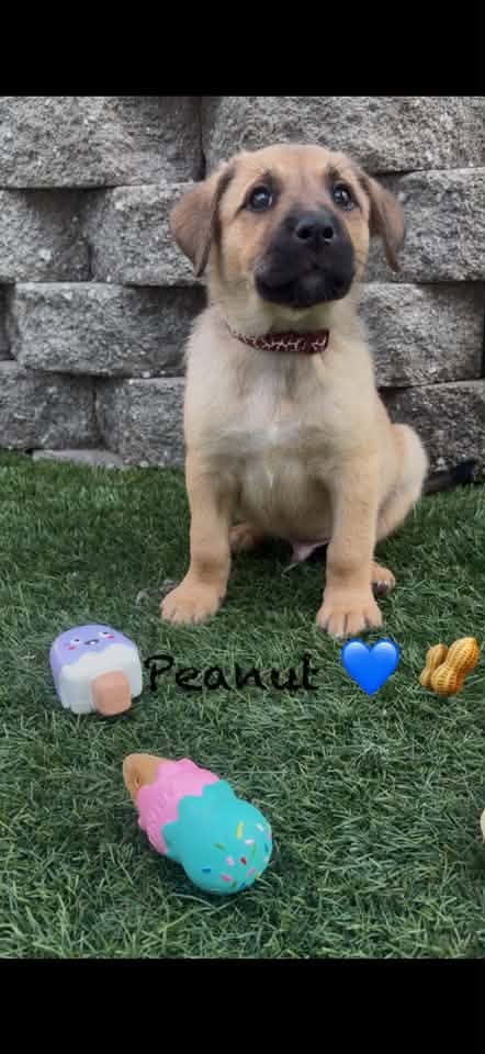 Peanut