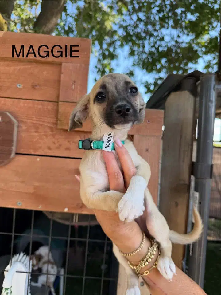 Maggie - Dachshund