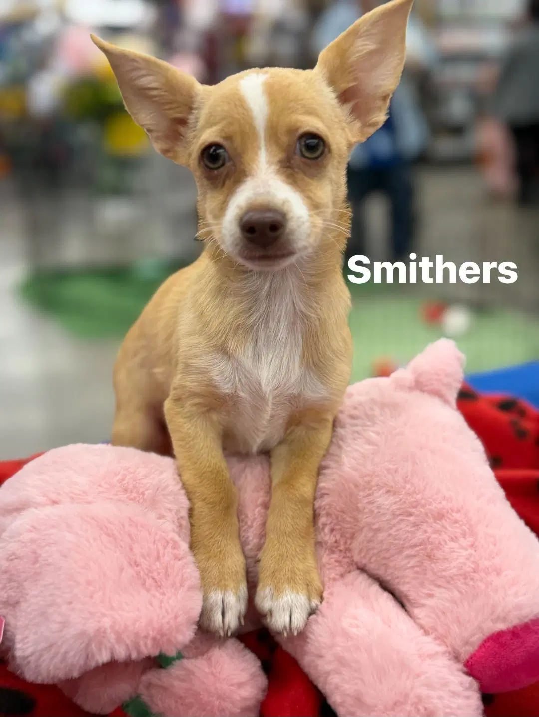 Smithers image 2