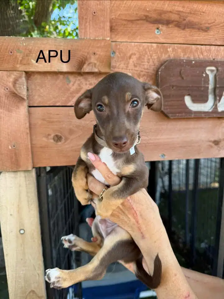 Apu - Dachshund