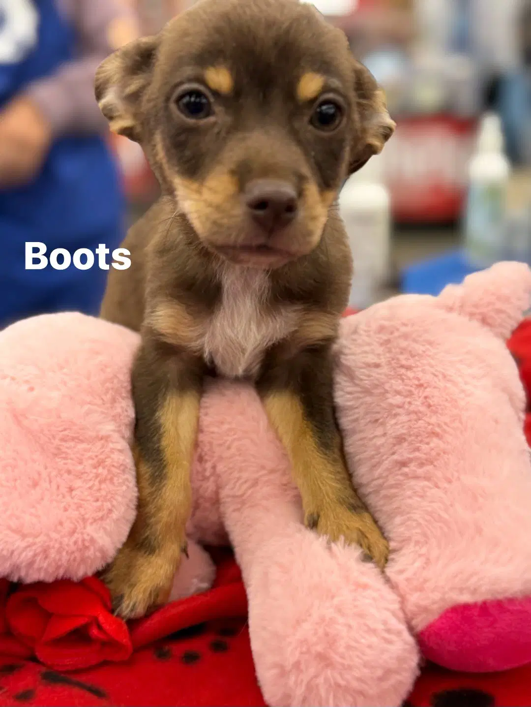 Boots - Chihuahua