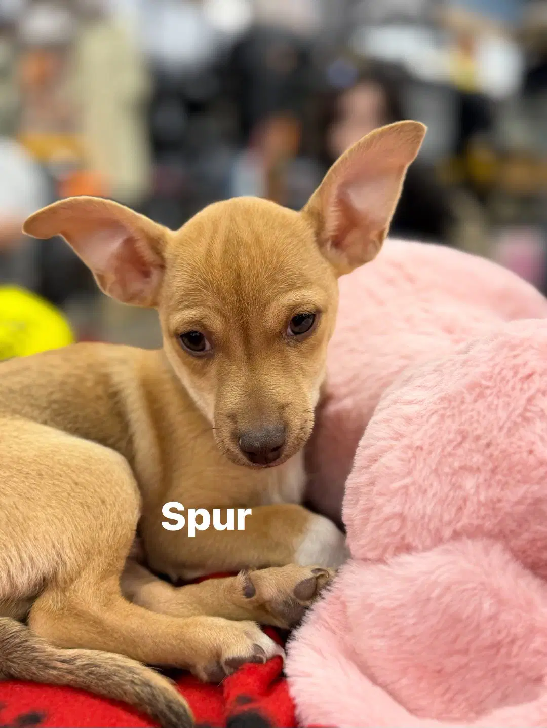 Spur - Chihuahua