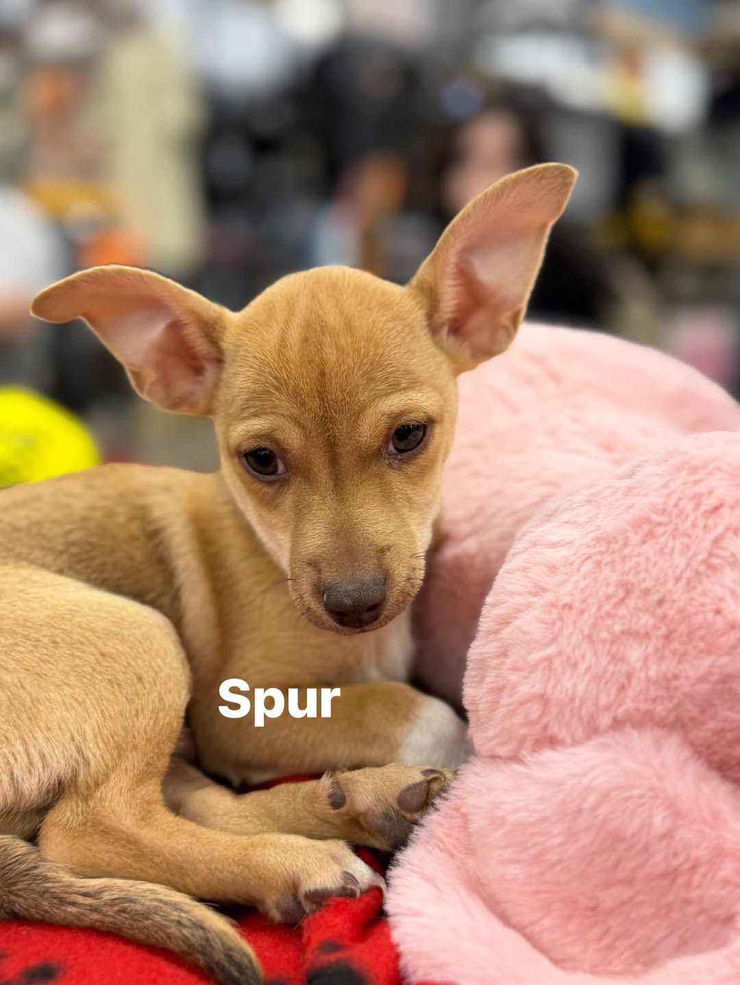 Spur