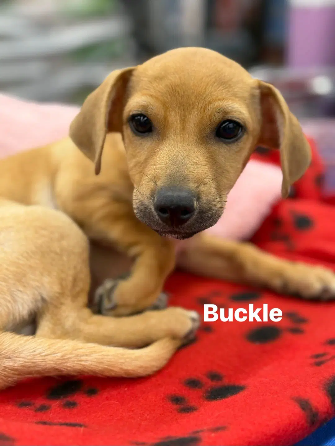 Buckle - Chihuahua