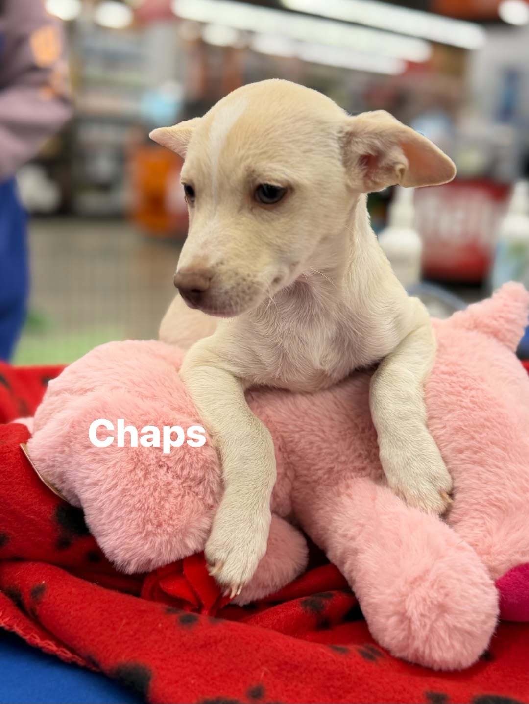 Chaps
