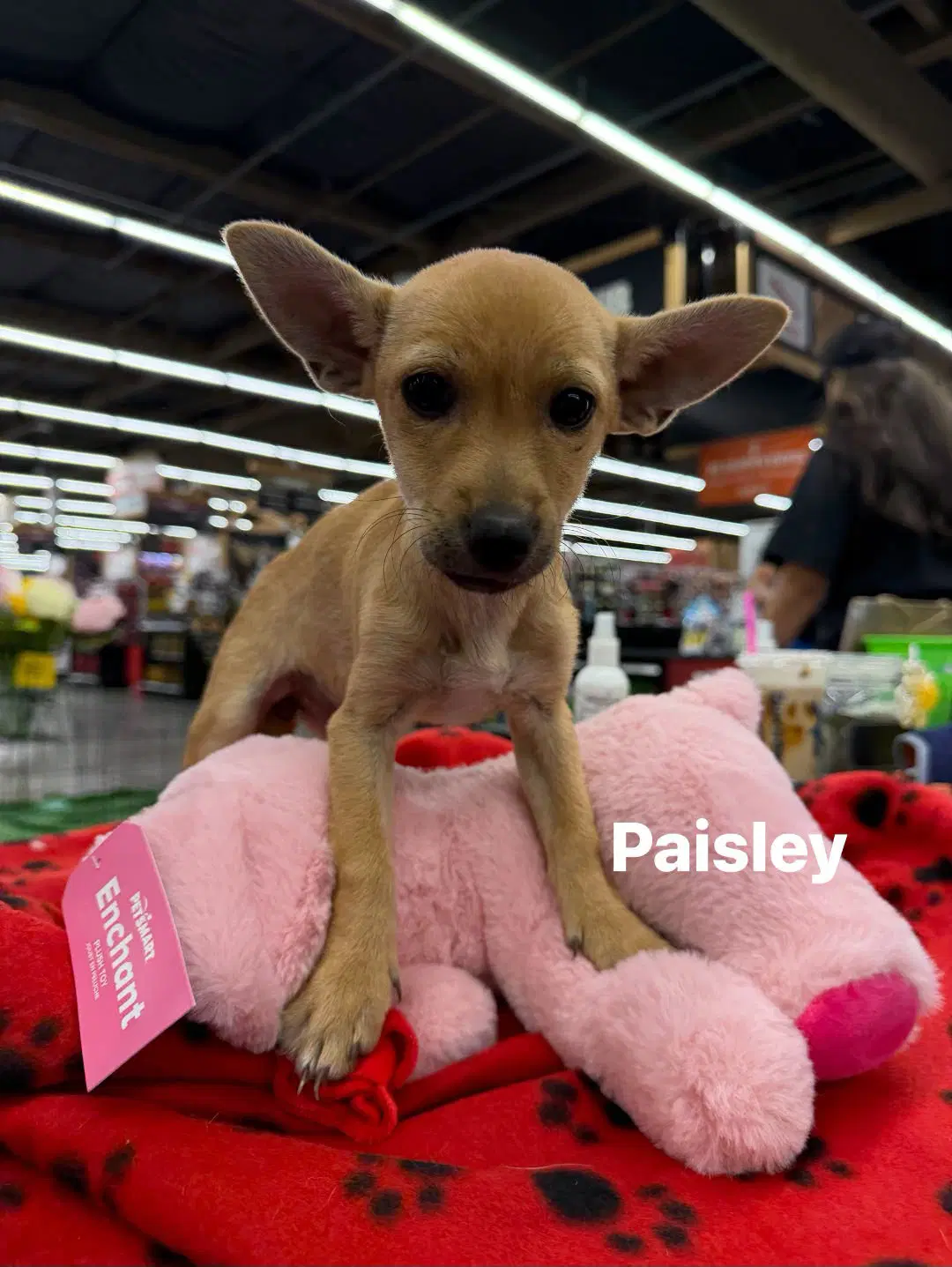 Paisley - Chihuahua