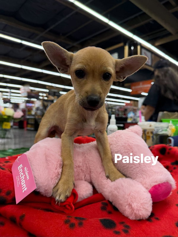 Paisley