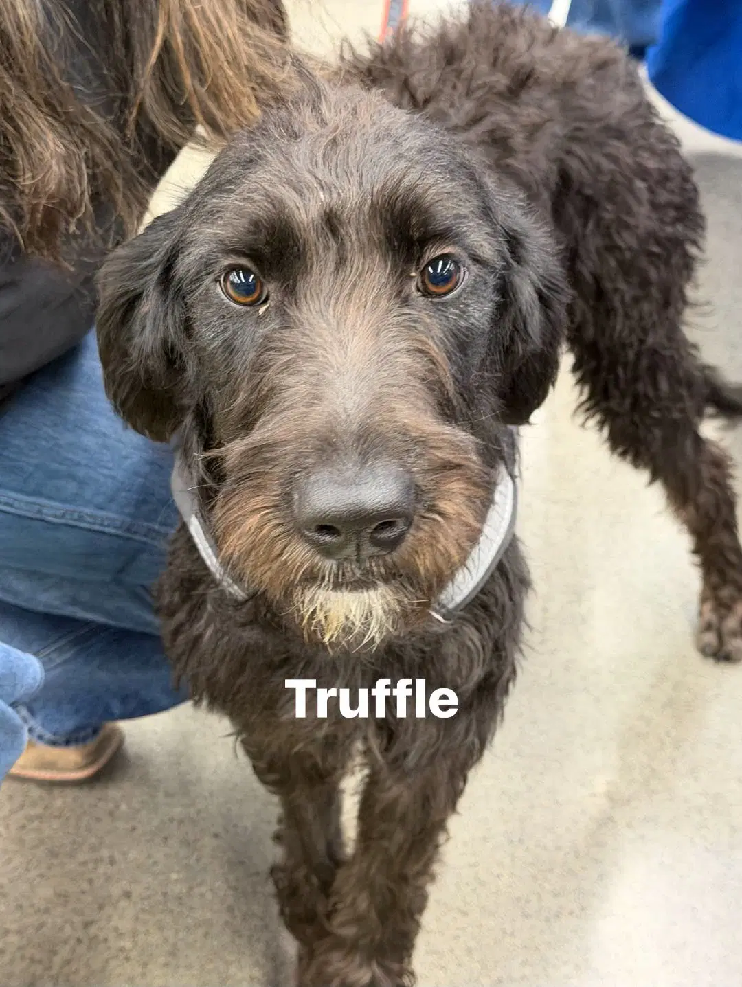 Truffle - Welsh Terrier