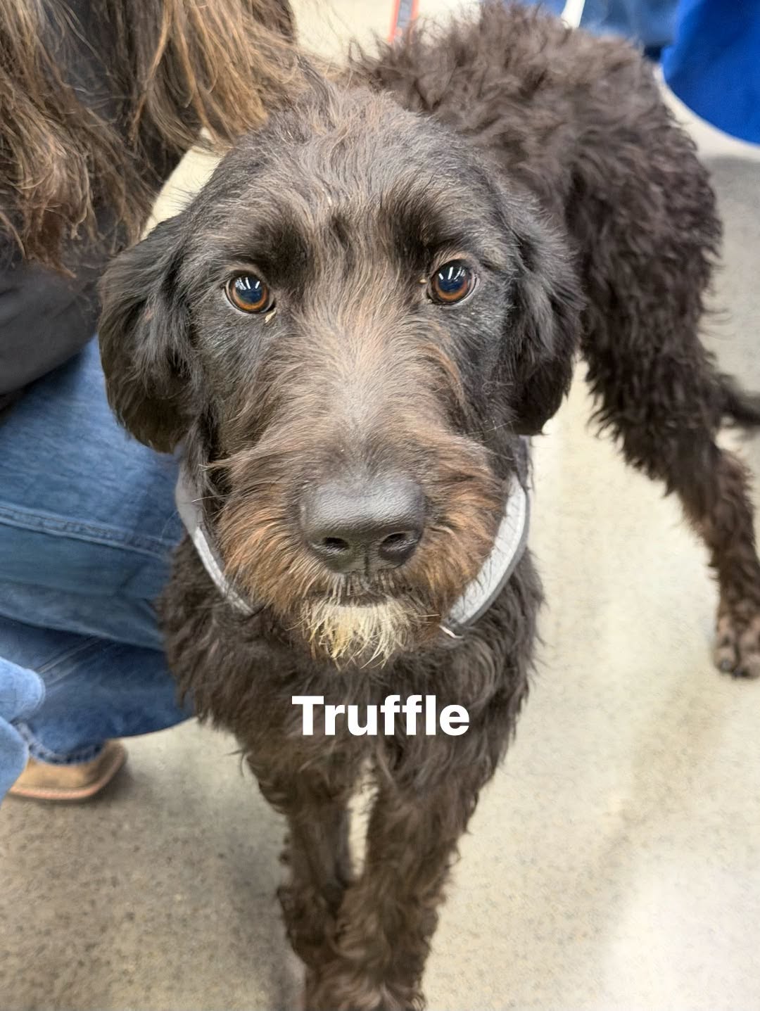 Truffle