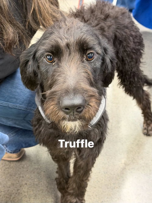 Truffle, an adoptable rescue dog