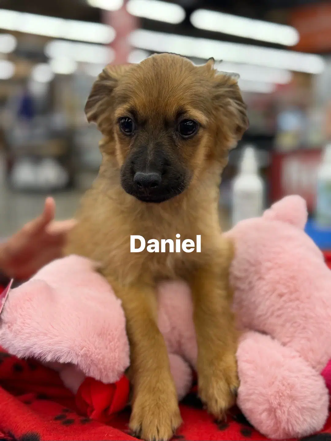 Daniel - Pug