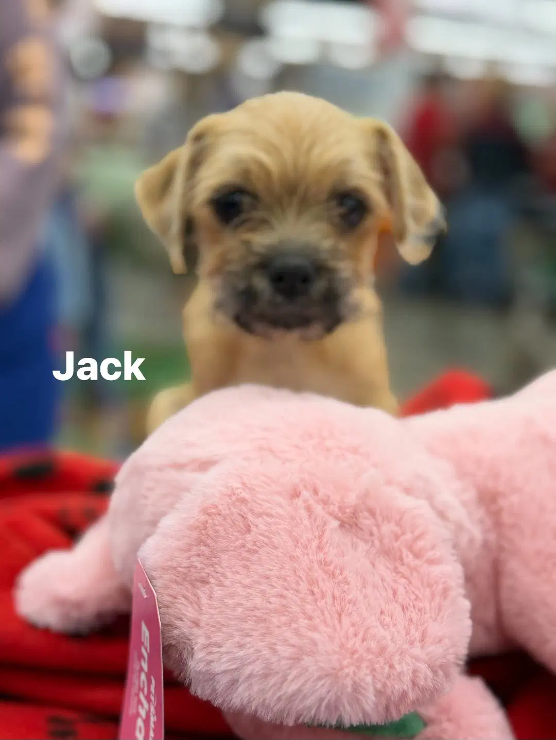 Jack - Pug