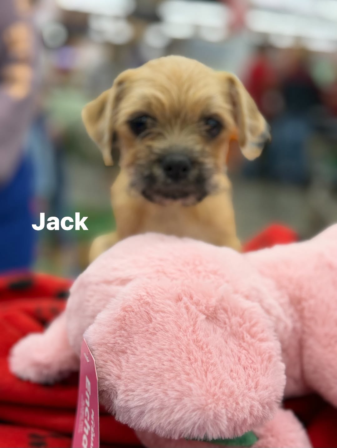 Jack