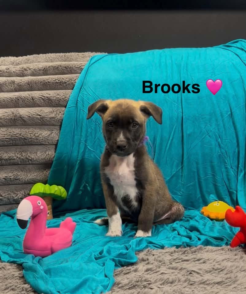 Brooks