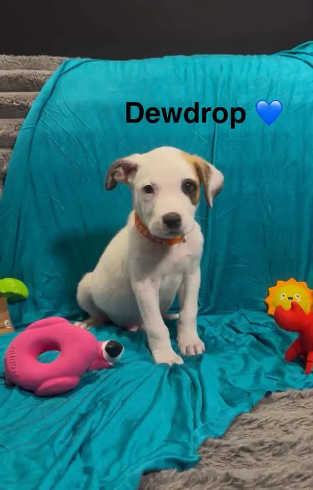 Dewdrop - Cattle Dog