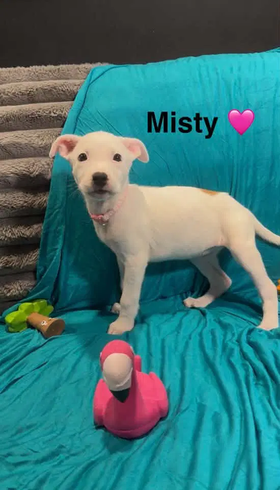 Misty - Cattle Dog