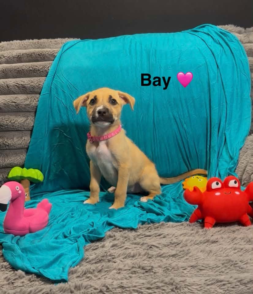 Bay