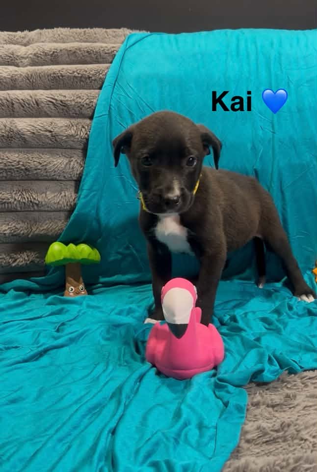 Kai