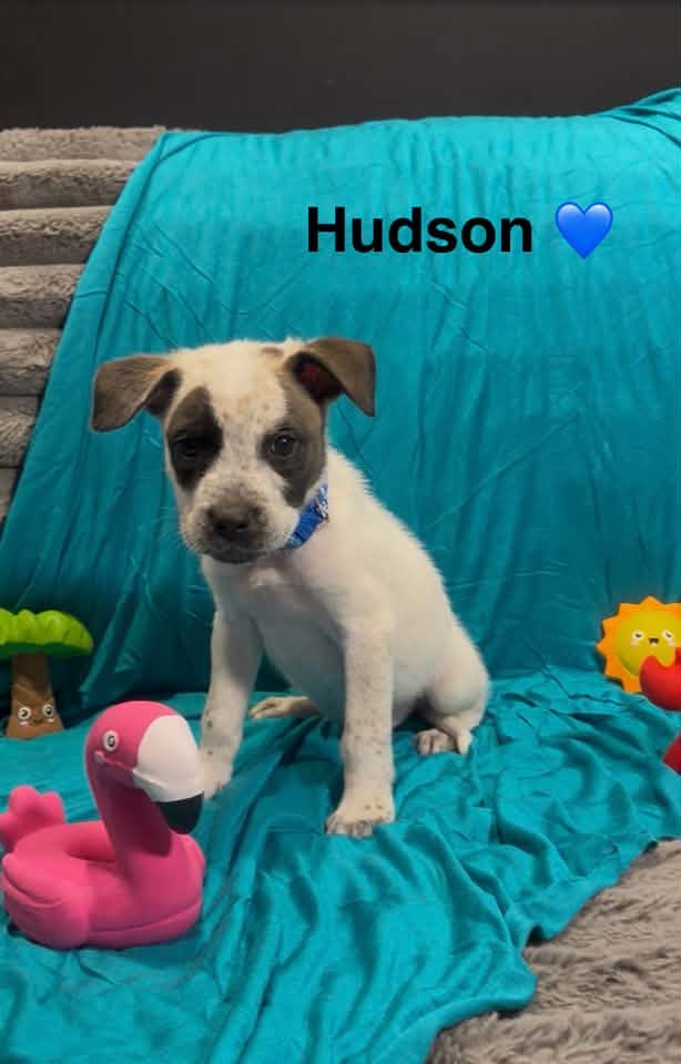 Hudson