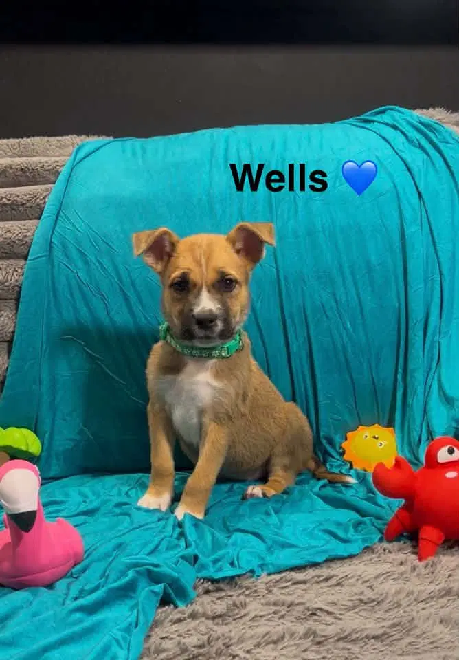 Wells - Cattle Dog