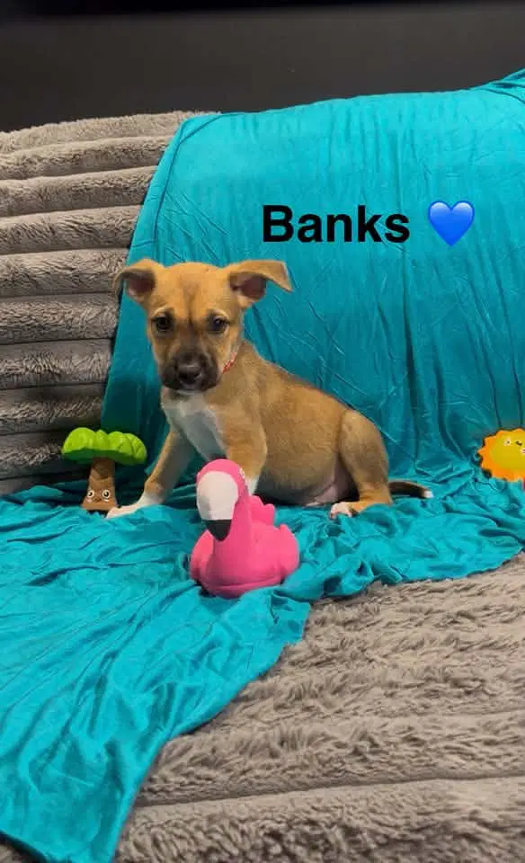 Banks - Cattle Dog