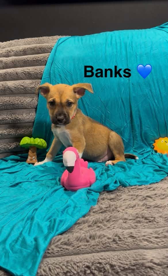 Banks
