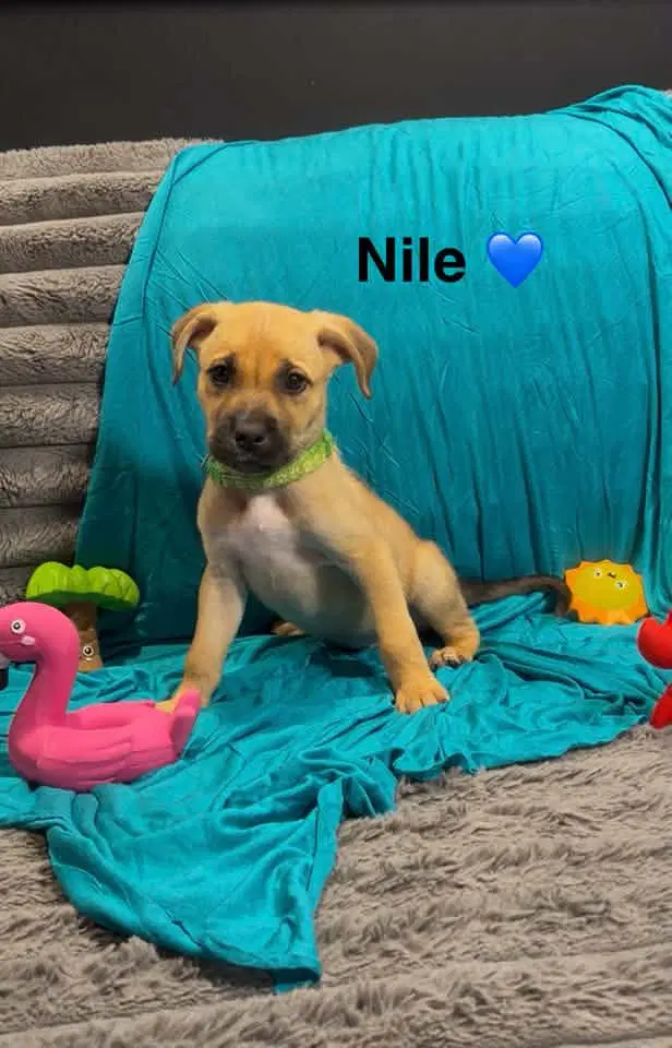 Nile - Cattle Dog