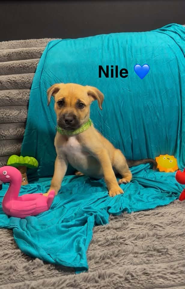 Nile