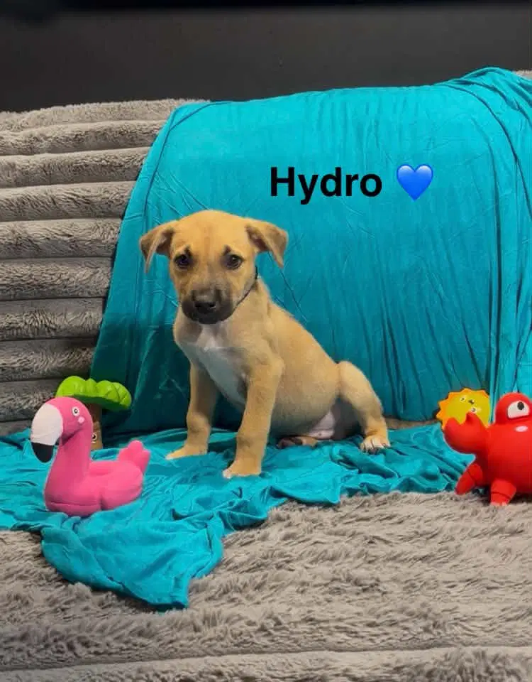 Hydro - Cattle Dog