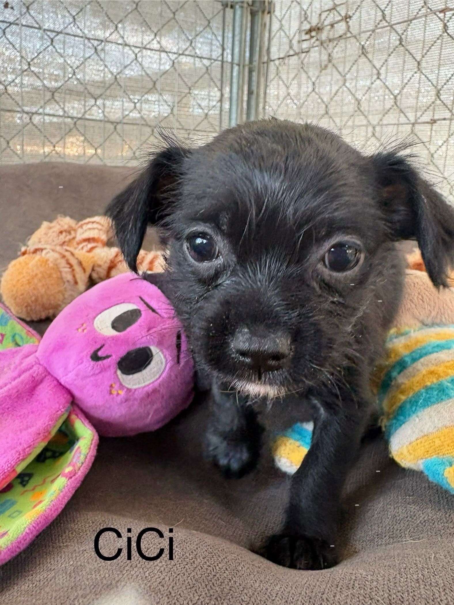 CiCi, Chihuahua
