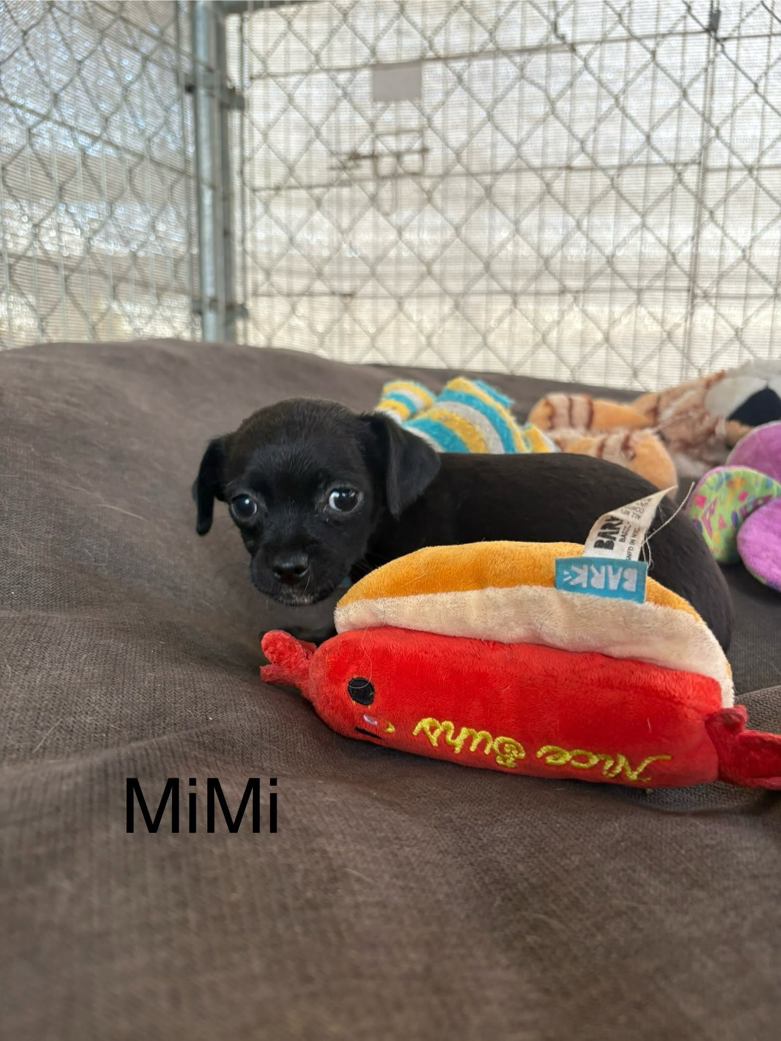 Mimi