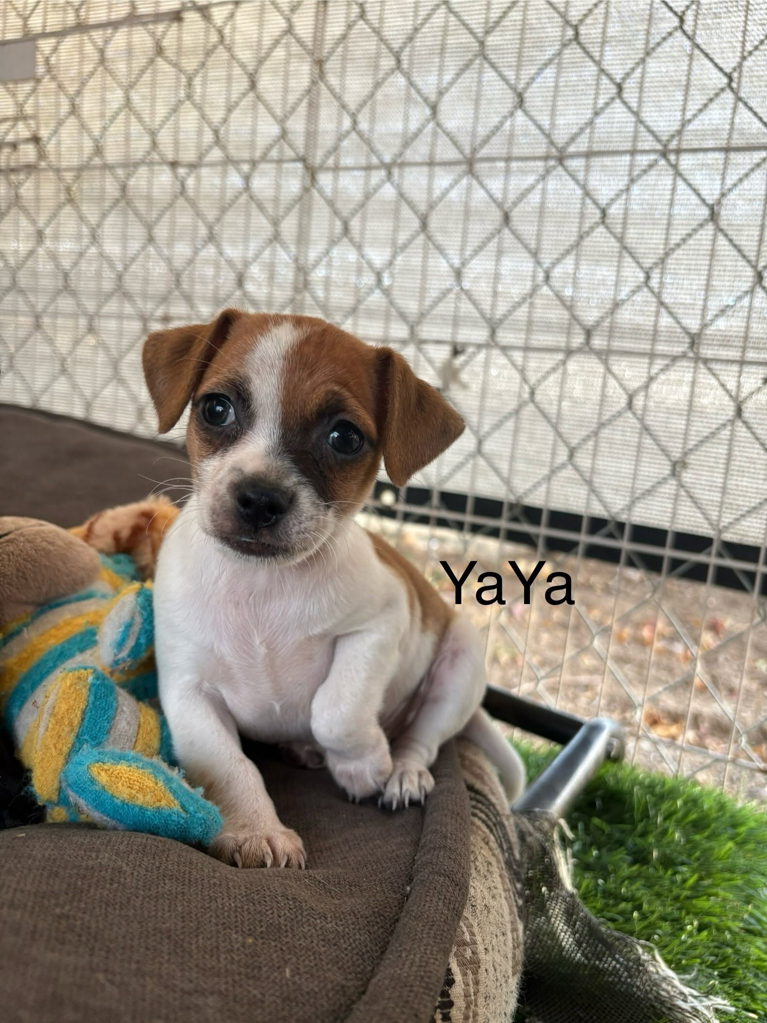 YaYa, Chihuahua