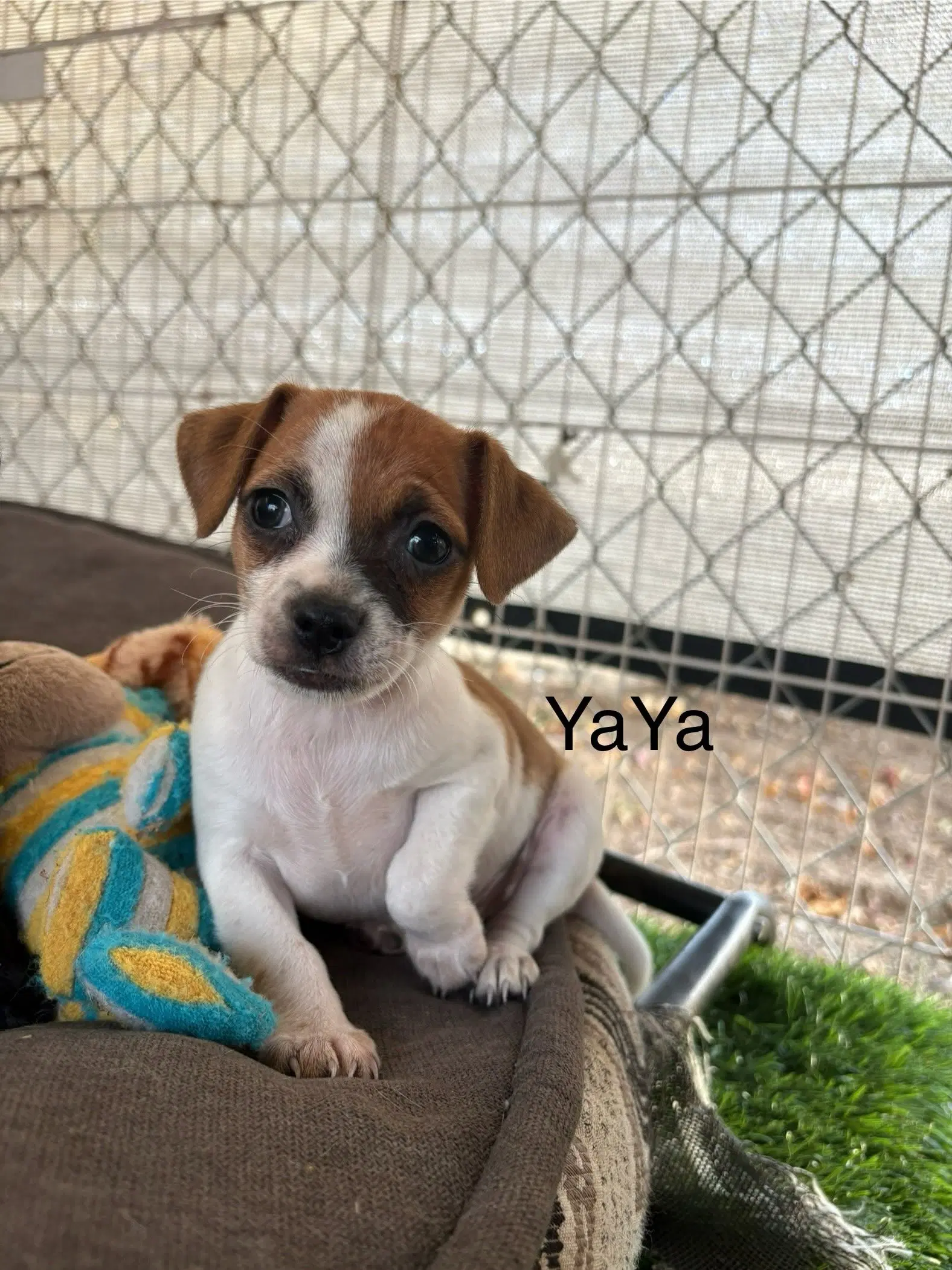 Yaya - Chihuahua