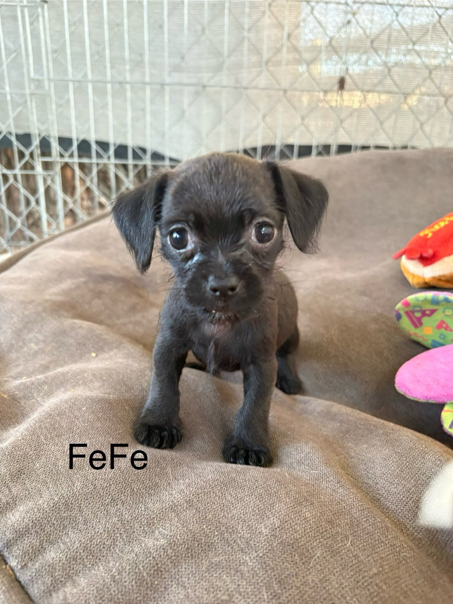 FeFe, Chihuahua