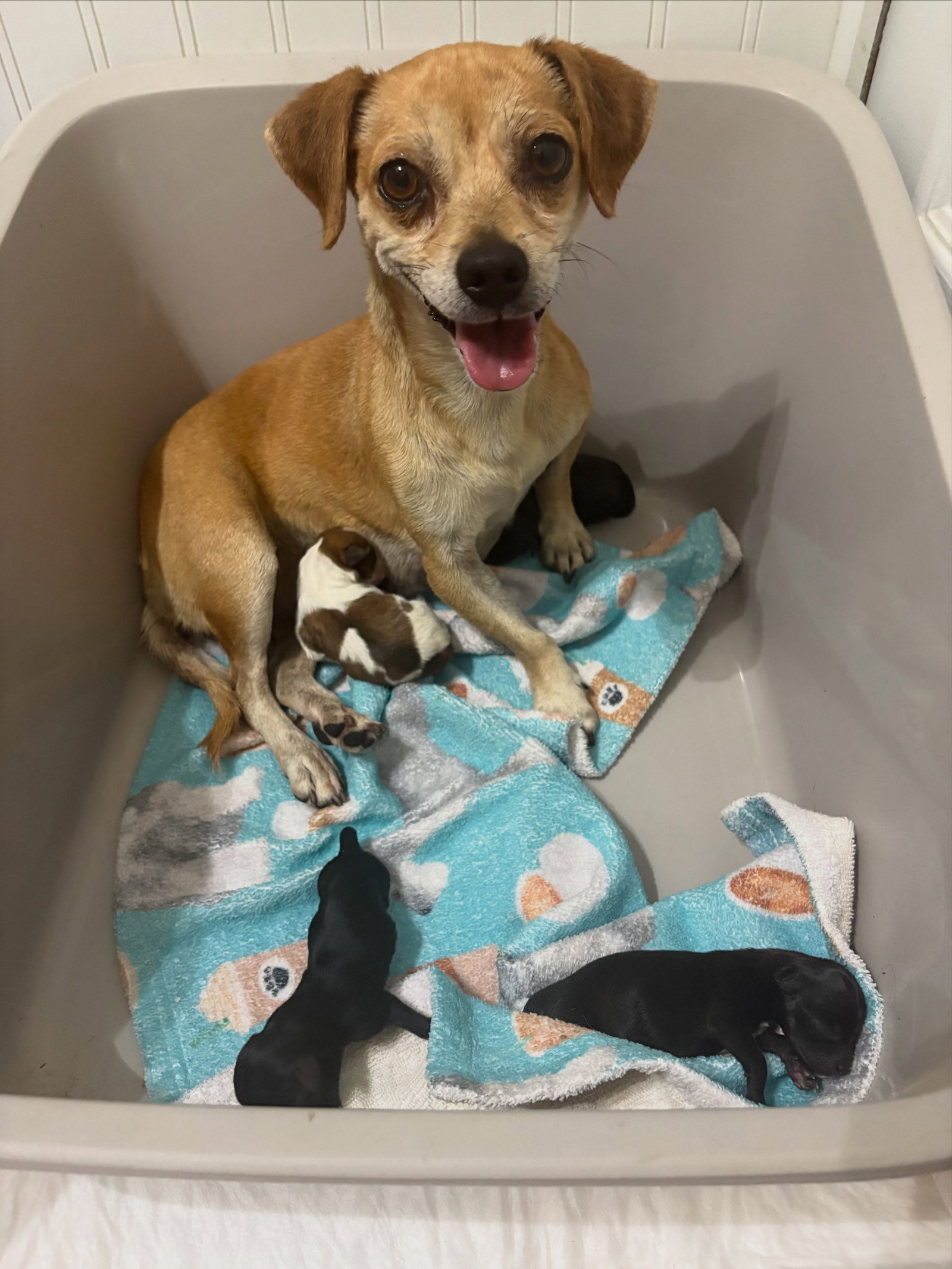 ZeZe, Chihuahua