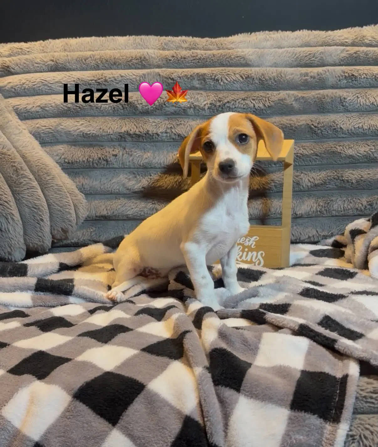 Hazel - Terrier