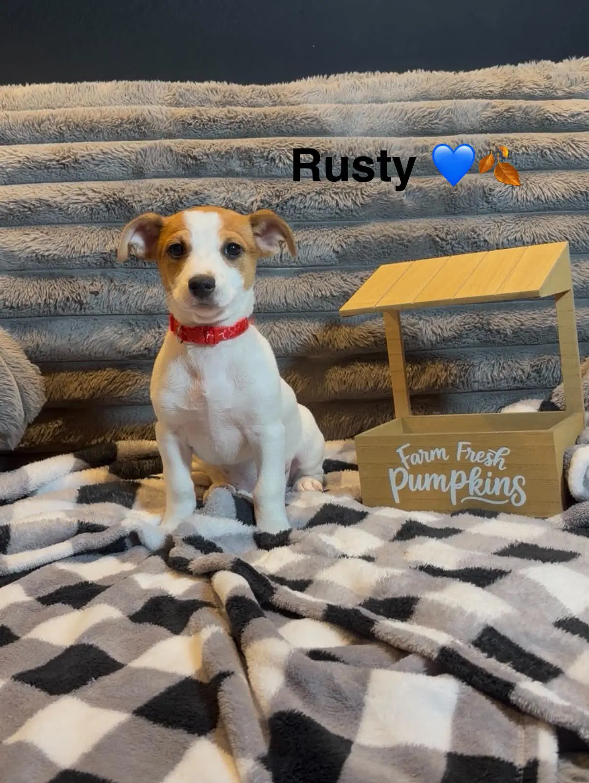 Rusty - Terrier
