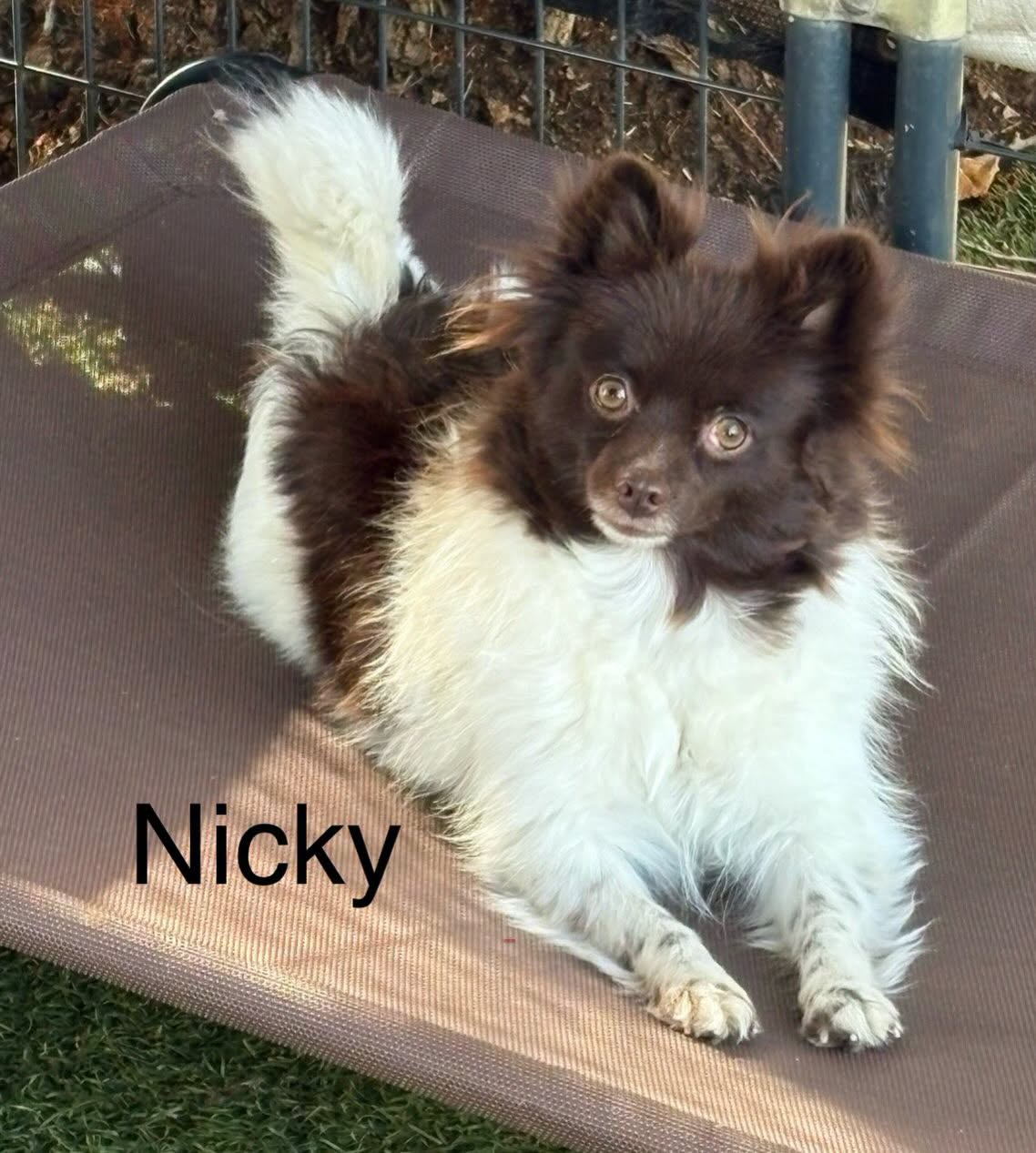 Nicky