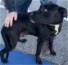adoptable Dog in Loganville, GA named Kingston