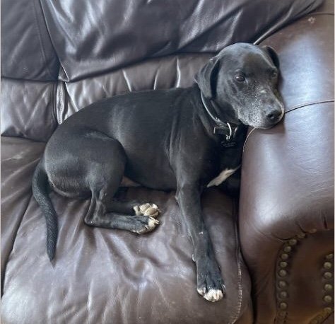 adoptable Dog in Loganville, GA named Arthur