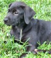 adoptable Dog in Loganville, GA named Baby Labrador B