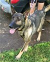 adoptable Dog in Loganville, GA named Bennetton