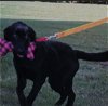 adoptable Dog in Loganville, GA named Amir